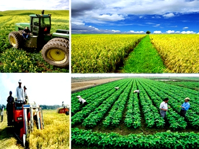 Expertos comparten experiencias sobre sostenibilidad agrícola de Vietnam